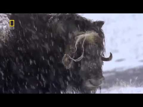 براري روسيا الغابة السرية HD