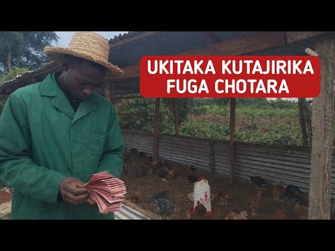 UFUGAJI WA KUKU CHOTARA Biashara Yenye Faida Kubwa Kwa Mtaji Mdogo