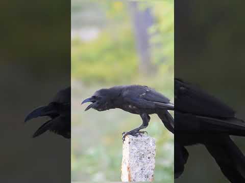 Amazing Crow Sound Shorts