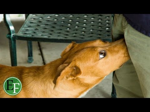 فهم اشهر 5 سلوكيات محرجة للكلاب منها شم الاعضاء التناسلية للمرأة والرجل فهم اشهر 5 سلوكيات محرجة للكلاب منها شم الاعضاء التناسلية للمرأة والرجل