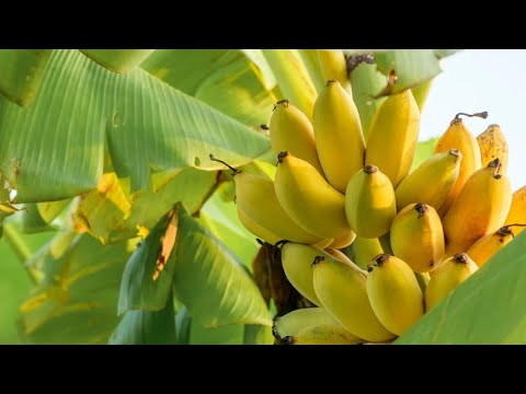 UKIOTA NDOTO YA NDIZI MIGOMBA Maana Yake Kibiblia UKIOTA NDOTO YA NDIZI MIGOMBA Maana Yake Kibiblia