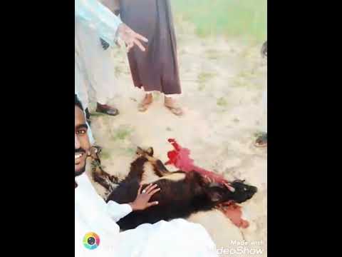 قبيلة الشنابله النيل الابيض قرية لقيه