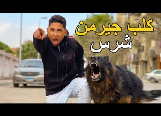 ولد يدافع عن صديقه العاجز بكلبه الجيرمن فماذا فعل