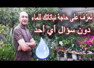 تعر ف عل سر حاجة أي نبتة للماء كم مرة أسقي نباتاتي متى أسقي النبات When And How Water The Plants