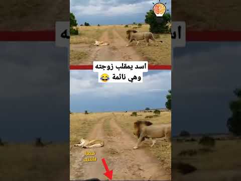 اسد يمقلب زوجته اللبؤه وهي نائمة Shorts