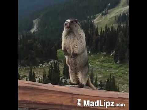 À La Recherche De Abdelghani