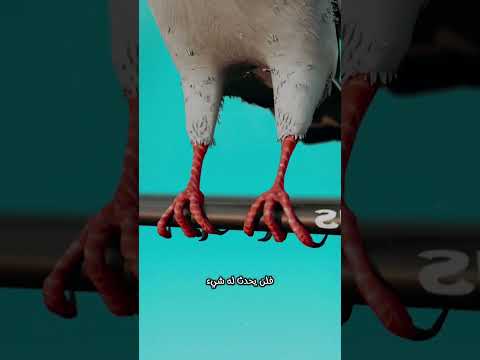 لماذا لا ي صع ق الطائر بالكهرباء عند وقوفه على الأسلاك السر الذي لا تعرفه