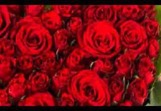 محمود عبد العزير الوسيم القلبى رادو اغنيات سودانية