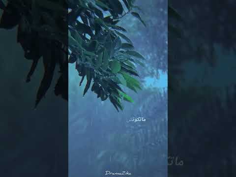 كان نفسي تسمعني الشاعر فارس قطرية الصوت الدافئ مصر مصري القاهرة شعر كان نفسي تسمعني الشاعر فارس قطرية الصوت الدافئ مصر مصري القاهرة شعر