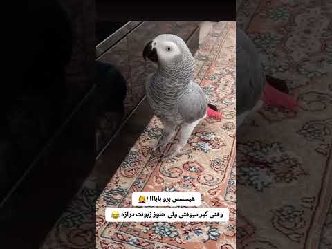 چقدر زبون درازه پرنده Birds طوطی Parrot عروس هلندی Pets