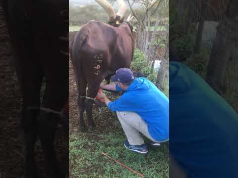 How Much Milk Does An Ankole Cow Produce Per Day