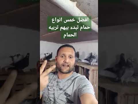 افضل انواع تبدء بيها تربيه الحمام لكل مبتدء