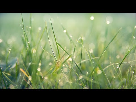 صوت المطر الخفيف الهادئ بدون رعد للتركيز في العمل والدراسة بدون موسيقى Relaxing Rain Ambience