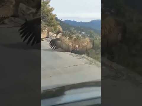 أكبر نسر في العالم