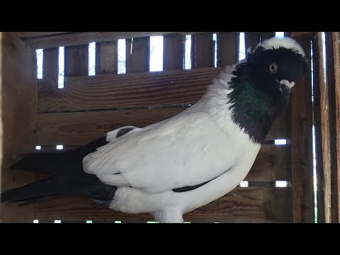 دكر راجع من القاهرة لدمياط وفرجه60 دكر غزار أوله غيه الحاج اياد البسيوني