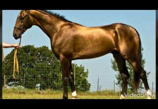 موسيقي ارطغرل مع الخيل