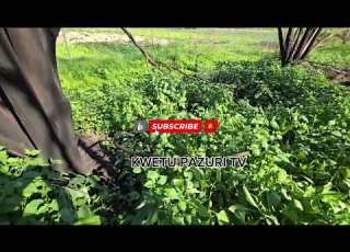 WODONGA VIC HAVUMBUTSE UMUSOZO W ISOGO ABAFITE ABASAZA ABAKECURU NIMUNYARUKE