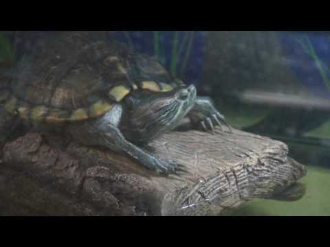 Red Eared Slider Turtle Quacking Or Barking