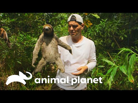 Frank Comparte Con Oso Perezoso Wild Frank Animal Planet