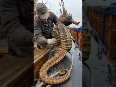 Legend Of The Giant Seahorse FOUND Legend Of The Giant Seahorse FOUND
