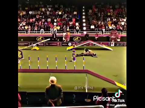 مشهد رائع من فلم هندي عن وفاء كلب لصاحبة شعور وحب متبادل مع اغنية هندية وعرض مؤثر امام الجمهور مشهد رائع من فلم هندي عن وفاء كلب لصاحبة شعور وحب متبادل مع اغنية هندية وعرض مؤثر امام الجمهور