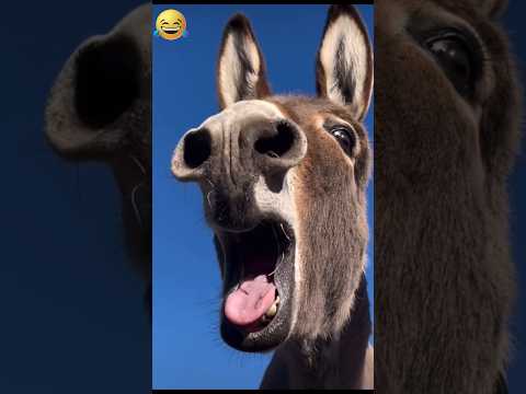 Donkey Crying Funny