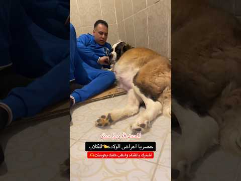 Signs Of Labor In Saint Laurent Dogs