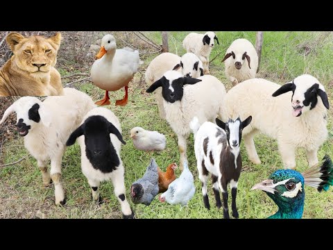 Jungle Animals Sounds And Shapes Of Wild Animals Lion Peacock Sheep Goat Chicken Animals Cow Jungle Animals Sounds And Shapes Of Wild Animals Lion Peacock Sheep Goat Chicken Animals Cow