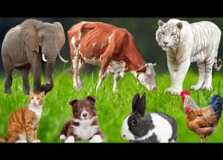 Niedliche Bauernhoftiere Hund Ferkel Kuh Kaninchen Katze Pferd Huhn Ente Pfau Bauernho