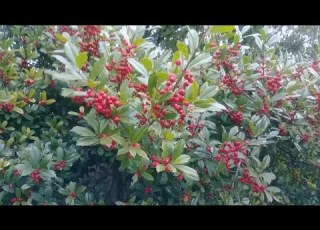 زراعة وأكثار نبات زعرور الزينة شوك النار القرمزي بطريقتين لتزين الحدائق المنزلية كاثر نباتاتك