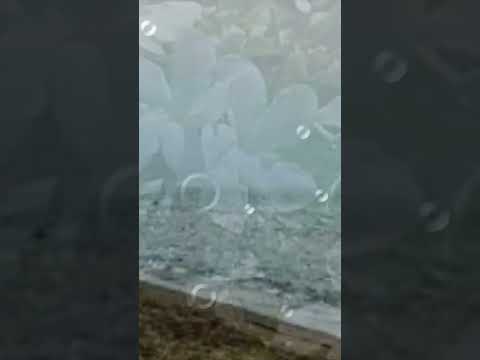 فايزة فين حبيبى الاقيه