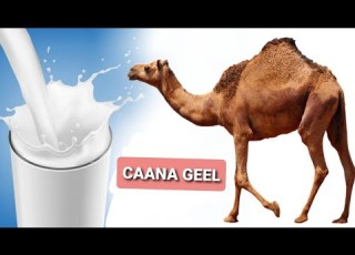 Sirta Kaa Qarsoon Ee Ku Jirta Caanaha Geela Iyo Faa Idooyinka Uu Raga U Lee Yahay