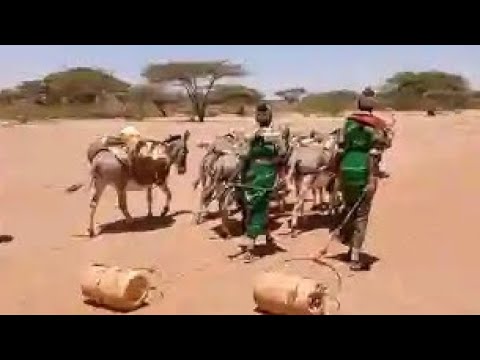 Rapito By King Boy Losowuan Music