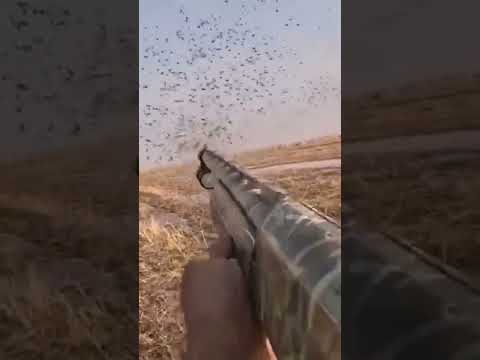 صيد القطا اكسبلور Hunting الصيادين صيد طيور Military الاهوار Fishing البر Duckhunting لايك
