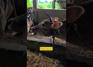 Pure Sound Cow Viral Youtube Farming Sound