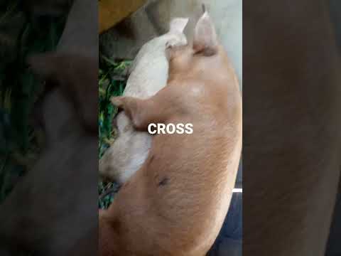 JINSI NGURUWE WANAVYO PANDANA WAKIWA KWENYE JOTO JINSI NGURUWE WANAVYO PANDANA WAKIWA KWENYE JOTO