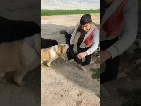 حمله سگهای گله به انسان Dog Iran Sarabe Shorts