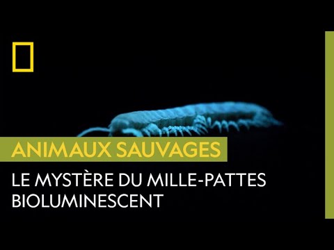 Comment Le Mille Pattes Bioluminescent Produit Il De La Lumière