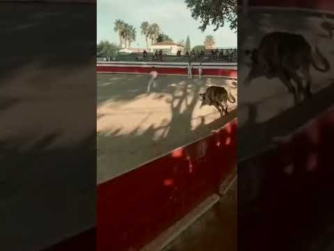 اخطر مواجه بين الثور الهائج والرجل