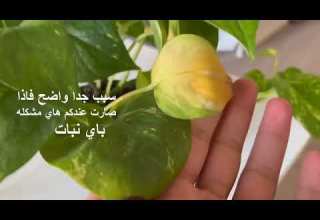 سبب اصفرار اوراق النباتات رعاية نبات البوتس