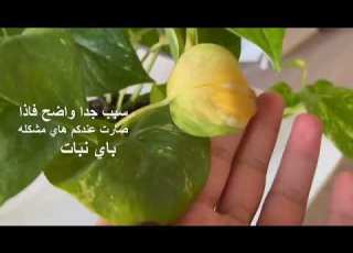 سبب اصفرار اوراق النباتات رعاية نبات البوتس