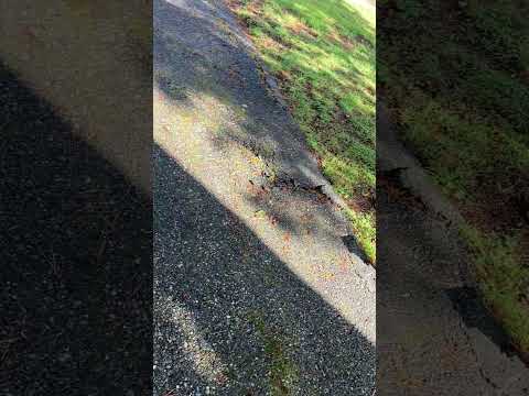 Moos Bleichmittel Zur Rettung