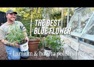  The Prettiest Blue Flower Small Garden Task