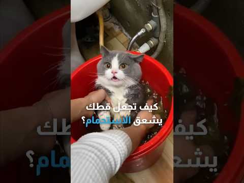 كيف تجعل قطك يعشق الاستحمام