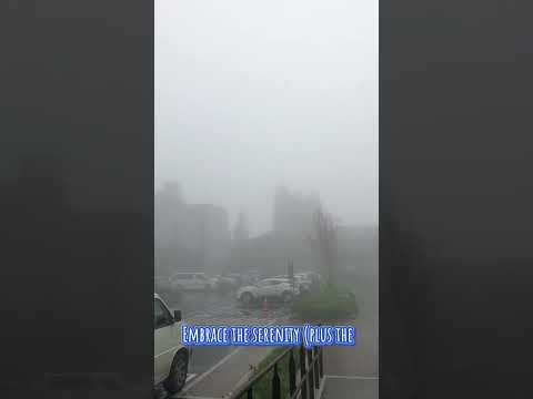 Alishan Fog Taiwan Alishan Fog Cold Alishan Fog Taiwan Alishan Fog Cold