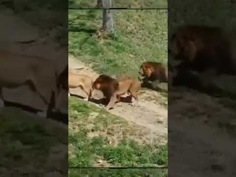 الأسد يدافع عن زوجته