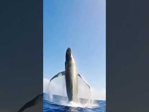 شاهد اكبر سمكه قرش