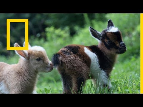 حيوانات صديقة على غير العادة الشركاء الثلاثة ناشونال جيوغرافيك أبوظبي