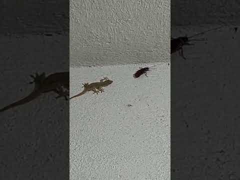 Lizard Vs Cockroach AVATAR Shorts