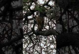 Be Guided With Professional Tour Guide And Enjoy Your Holiday In Tanzania Goodluck Kombe 